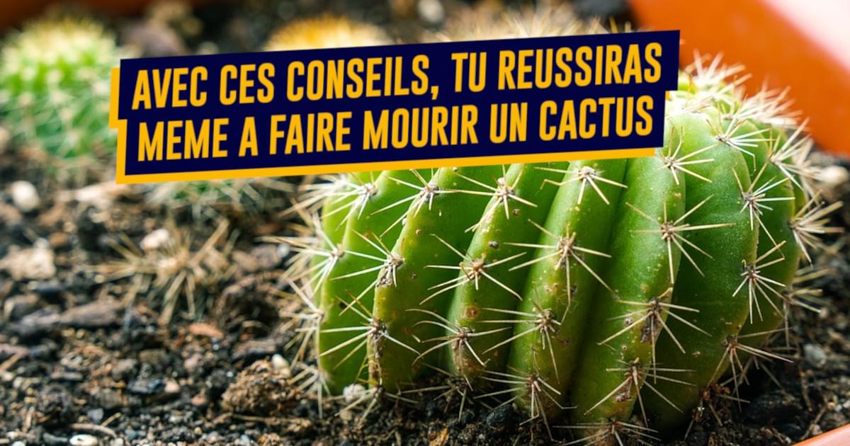 Top 10 des conseils pour bien buter ta plante crève la fougère